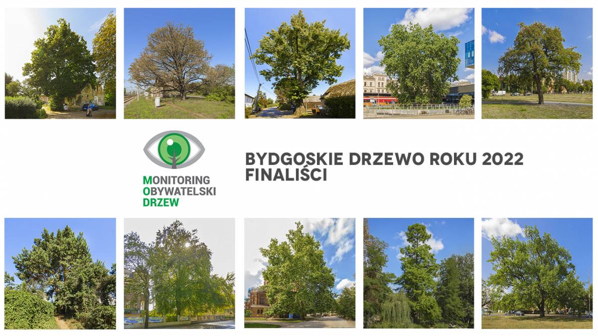 Finał plebiscytu Bydgoskie Drzewo Roku 2022