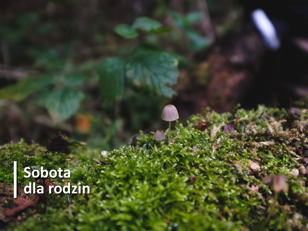 Apteka "Pod Łabędziem"