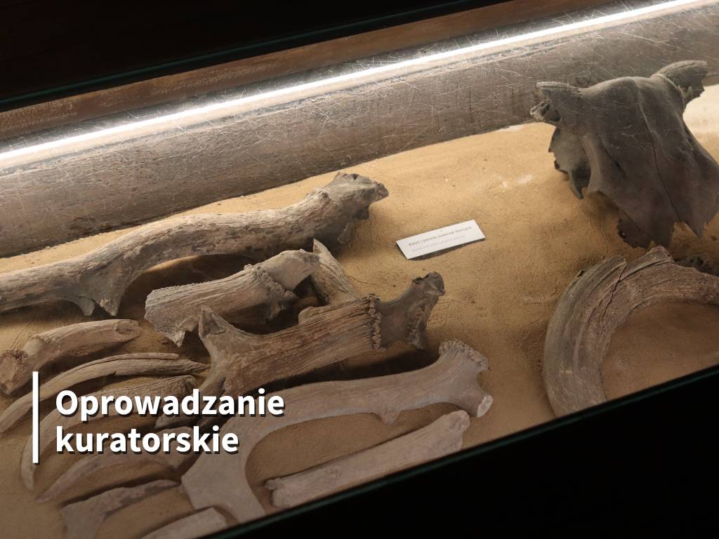 Biały Spichrz - Zbiory Archeologiczne (MOB)