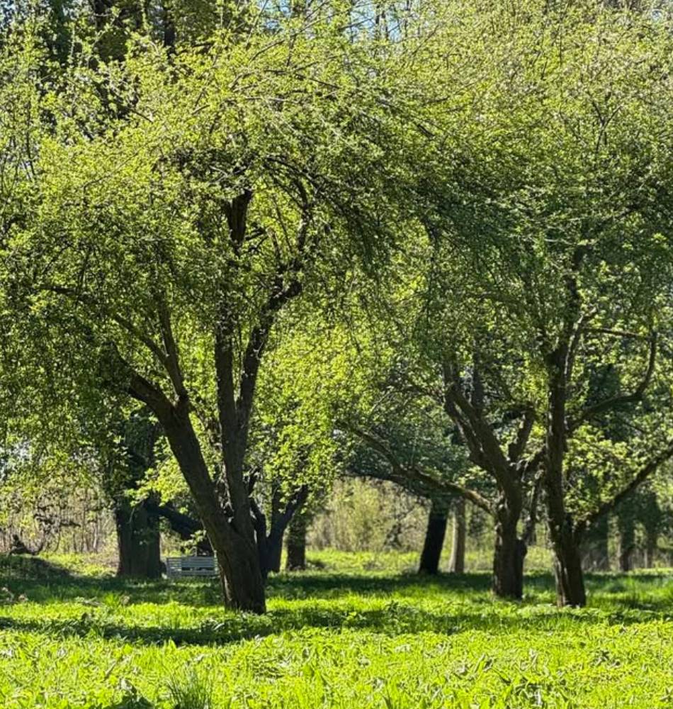 Plac Wolności